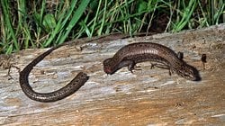 Ototomi Nedir? Hayvanlar Tehdit Altındayken Neden Kuyruk ve Bacak Gibi Uzuvlarını Bırakıyorlar?