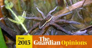 Fen Raft Spiders Thrive Again Across The UK