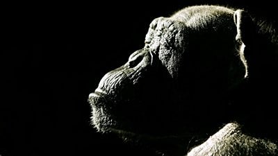 Hayvanların Bilinci Var mı?