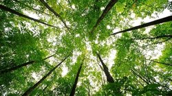 Bitkilerin Ürettiği Temel Kimyasalların Evrimsel Kökeni Bakterilere Kadar Takip Edildi!