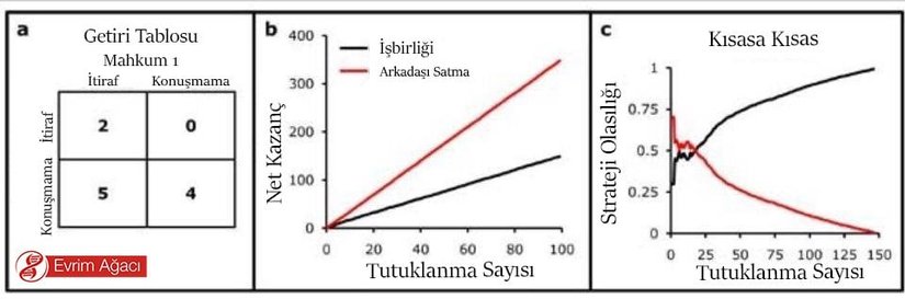Şekil 2: Mahkum İkilemi: Mahkum 1 tarafından bakıldığında getiri matrisi (a), her ikisi için de en iyi getiri tarafların sessiz kalması ile sağlanır (her iki taraf için getiri 4). Bunun yanında her iki tarafta işbirliği yapar ve itiraf ederse taraflar ceza indirimi alır (her iki taraf için getiri 2). Suçu itiraf etmesi ve sessiz kalan tarafı ifşa etmesi halinde işbirlikçi mahkum ödüllendirilerek olası en yüksek getiriyi elde eder (itirafçı için getiri 5, sessiz kalanın getirisi 0). İşbirliği stratejisi her zaman hakim strateji olmaktadır (b). Tekrarlanan durumlarda Mahkum İkilemi oyununda her iki mahkumun da çok daha uzun bir süre tutuklanma olasılığı bulunmaktadır. Mahkumlar arasındaki işbirliği bir önceki tutuklanma tarafından etkilenen kısasa kısas stratejisi (tit-for-tat) üzerinden gelişebilir/evrimleşebilir(c). Kısasa kısas stratejisinde, mahkumun ilk tutuklanmada sessiz kalacağı ama daha sonra bir diğer tutuklanma için rakibinin stratejisini kabul edeceği var sayılır. İşbirliği ile karşılaşılma olasılığı yüksekse, işbirliği evrimsel bir sabit stratejiye dönüşür. Kaynak:  2012 Nature Education All rights reserved.