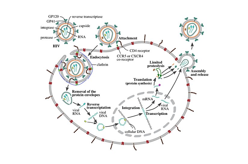 HIV'in hücreye giriş mekanizması.