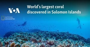 Giant Coral Discovered Beneath Solomon Islands