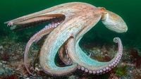 Warming seas trigger record ‘bloom’ of octopuses in British waters