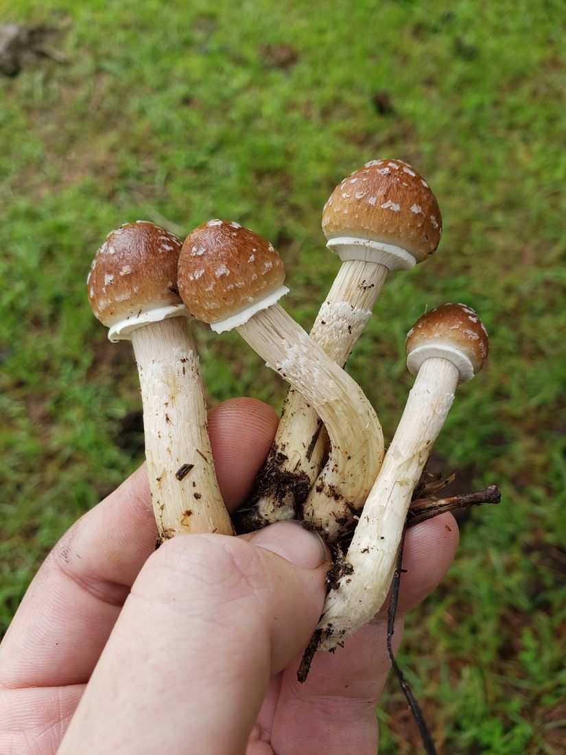 Psilocybe cubensis türü sihirli mantarlar.