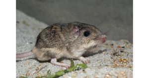 Chinese Scientists Create Mice With Two Fathers