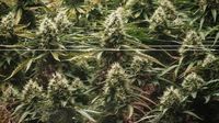 Trump weighs marijuana reclassification as Oklahoma eyes recreational legalization