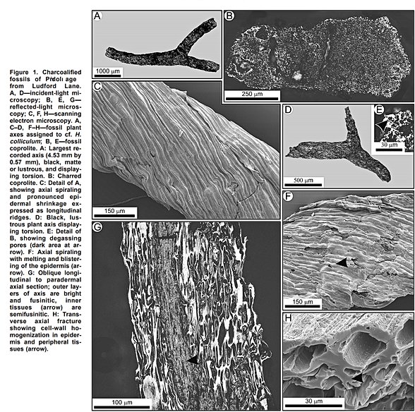 420 milyon yıl öncesine ait yanarak kömürleşmiş bitki fosili kalıntıları. Bu dönemde damarlı bitkiler karalara yeni yayıldığı için, yangınların da daha kısıtlı alanlarda çıktığı düşünülmektedir. Birkaç milyon yıl içindeyse çok daha geniş yangın izlerine rastlanmaktadır. Her türlü, orman yangınları yüzlerce milyon yıl öncesinden beri devam eden, doğal olaylardır.