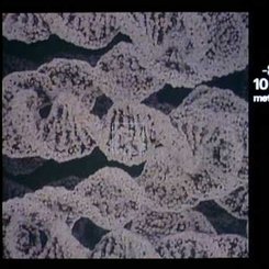 Video: Powers of Ten