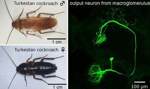 New Gene Discovery Enhances Understanding Of Cockroach Pheromone Communication