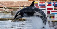 'Jessica Radcliffe' Killer Whale Orca Attack Video Debunked