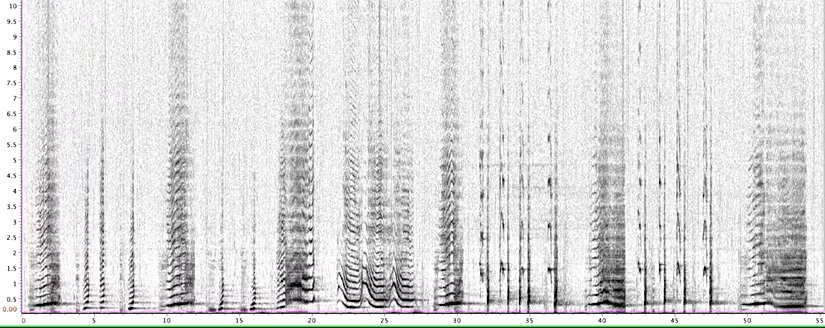 Balina şarkılarının detaylı bir analizi, insan diline benzer istatistiksel yapıları ortaya çıkardı.