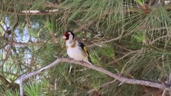 Saka (Carduelis carduelis)