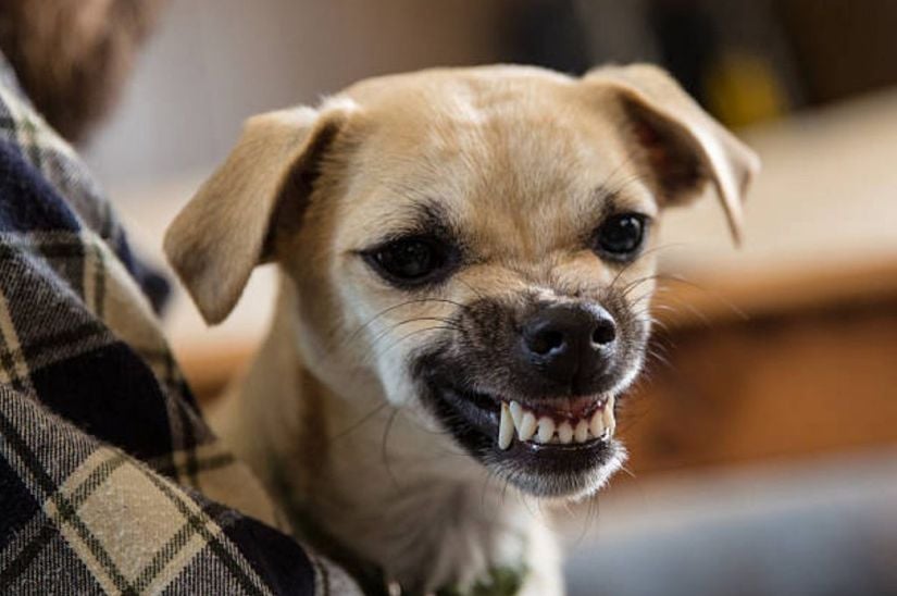 Köpek hırlaması genellikle tehditleri, öfkeyi ve saldırganlık olasılığını gösterir