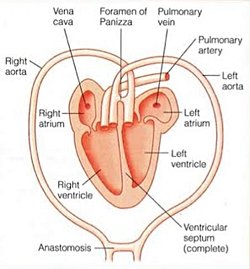 Panizza foremeni timsahlarda neden nasıl ve ne zaman evrimleşmiştir?
