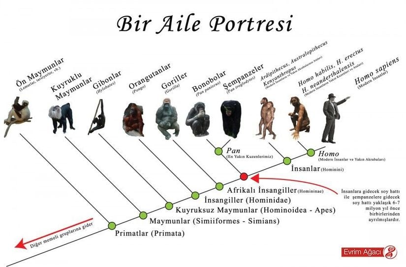 Maymunların Akrabalık İlişkisine Yönelik Bir Aile Portresi