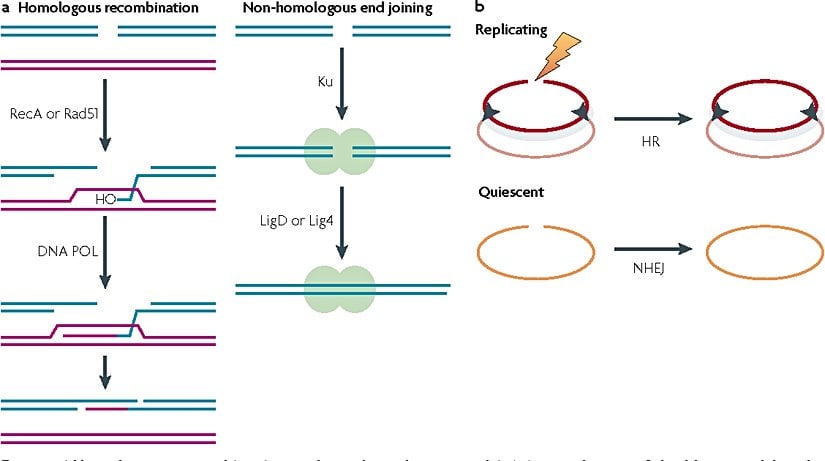Homolog rekombinasyon ve homolog olmayan uç birleştirme