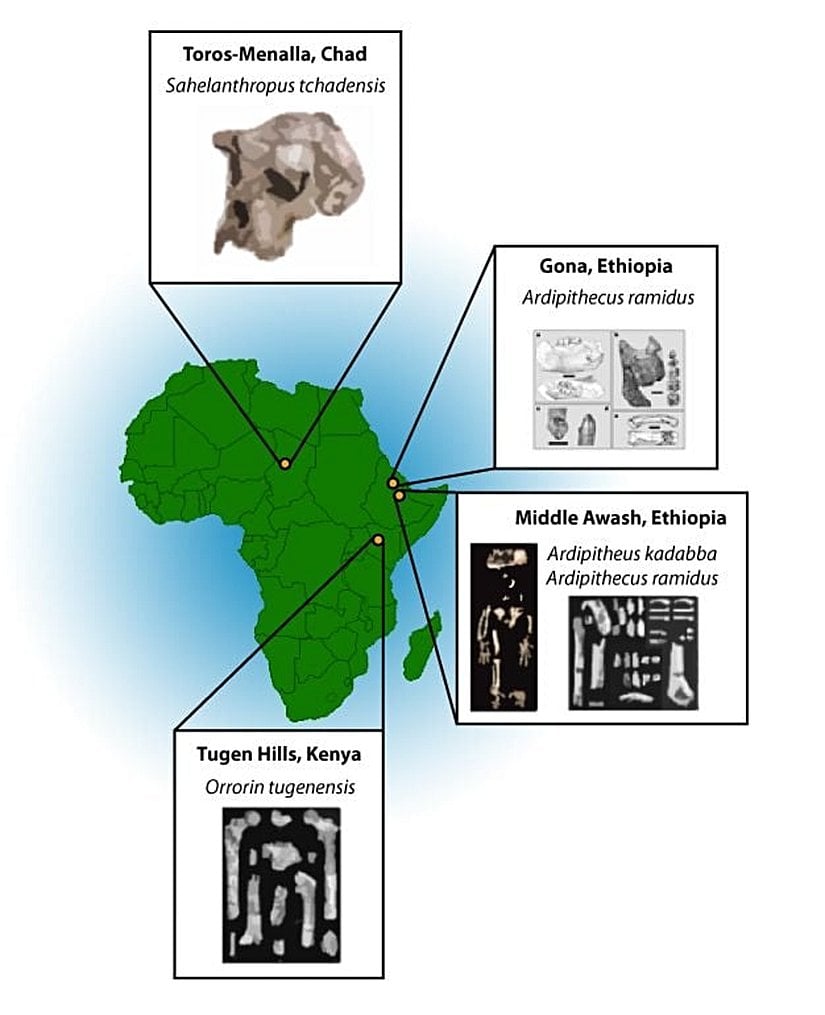 Harita erken homininlerin yaşadıkları bölgeleri ve bazı örneklerin keşfediliği yerleri gösteriyor.