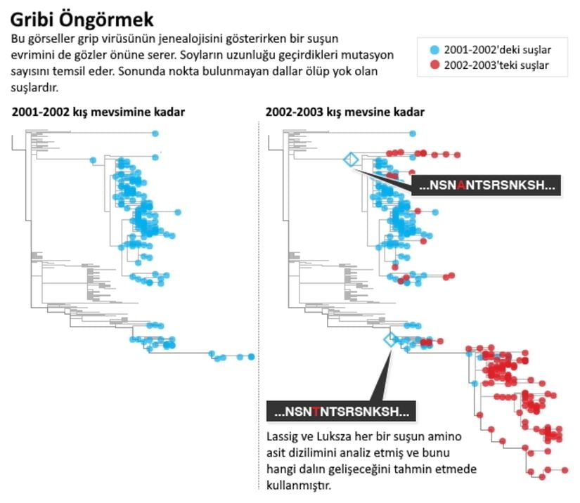 Michael Lässig ve Marta Luksza 2002-2003 grip mevsiminde (sağdaki) hangi suşların baskın olacağını tahmin etmek için 2001-2002 mevsimindeki (soldaki) suşlarda bulunan faydalı mutasyonları saydılar. Nelson Hsu, Quanta Mazgazine; Kaynak: Michael Lässig