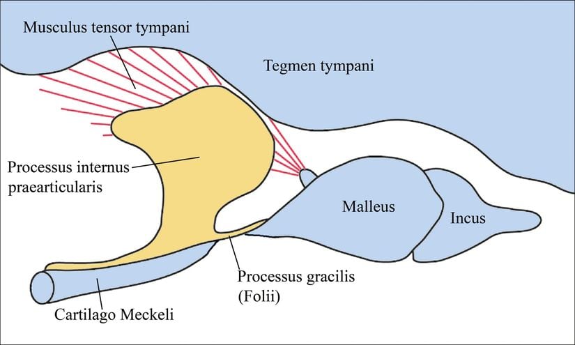 Tensor tympani'ye biraz daha yakından ve şematik bir bakış