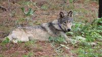 California euthanizes 4 gray wolves after 'unprecedented' surge in livestock kills