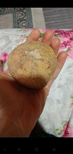 Bu taş fosilmidir bilgisi olan var mı?