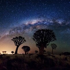 Milky Way Over Quiver Tree Forest
