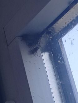 Bu sinekler neden böyle kümelenmiş?