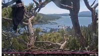 Sunny the Eaglet Takes Its First Flight Over Big Bear