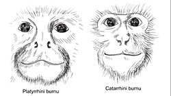 Aşağı Burunlu Maymunlar (Catarrhini)