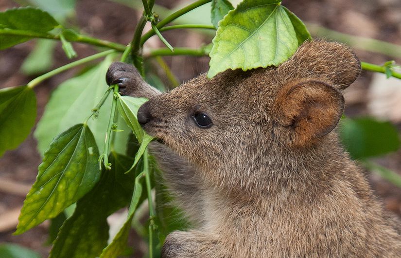 Yaprak yiyen bir quokka.