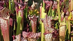 Böcekleri Yiyip Bitiren Bitkiler, İmza Kokularıyla Avlarını Cezbedebilir