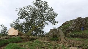 Trial Opens As Community Seeks Justice For Fallen Sycamore Gap Tree