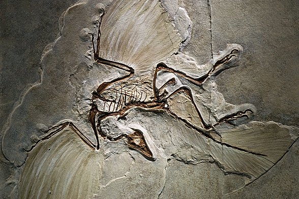 Archaeopteryx