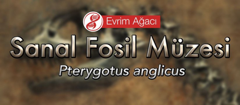 Pterygotus anglicus (Deniz Akrebi)