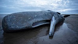 Birçok Tür Tehdit Altında: İklim Değişikliğinin Sebep Olduğu Sıcaklık Artışları, Biyoçeşitliliği Alt Üst Ediyor!