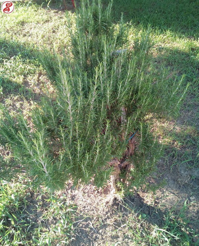 Ballıbabagiller (Lamiaceae) familyasından Biberiye (Salvia rosmarinus), Bursa.