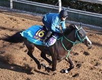 【古馬・注目馬動向】ドゥラエレーデ、ドンフランキーの今後は未定　ともにドバイ遠征を辞退 | スポーツブル (スポブル)