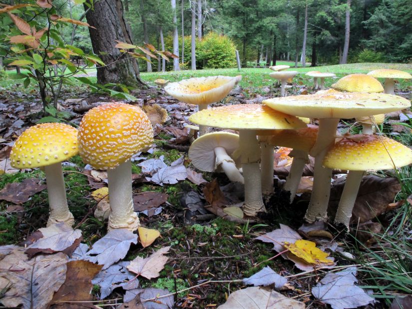 Amanita muscaria’nın alt türlerinden birisi olan Amanita muscaria var. guessowii (Amerikan Sinek Mantarı) sarımsı turuncu renkli bir şapkaya sahiptir.