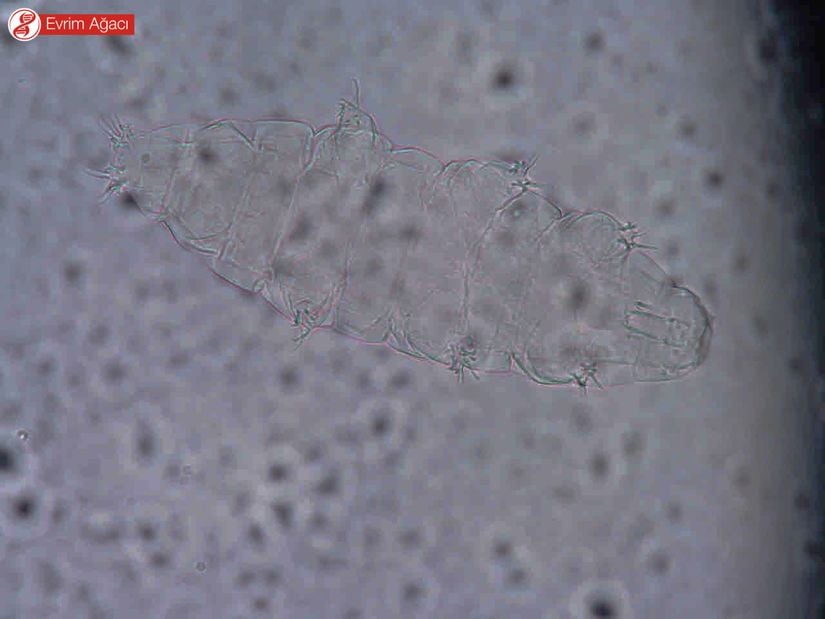 Milnesium cinsi bir tardigrad.