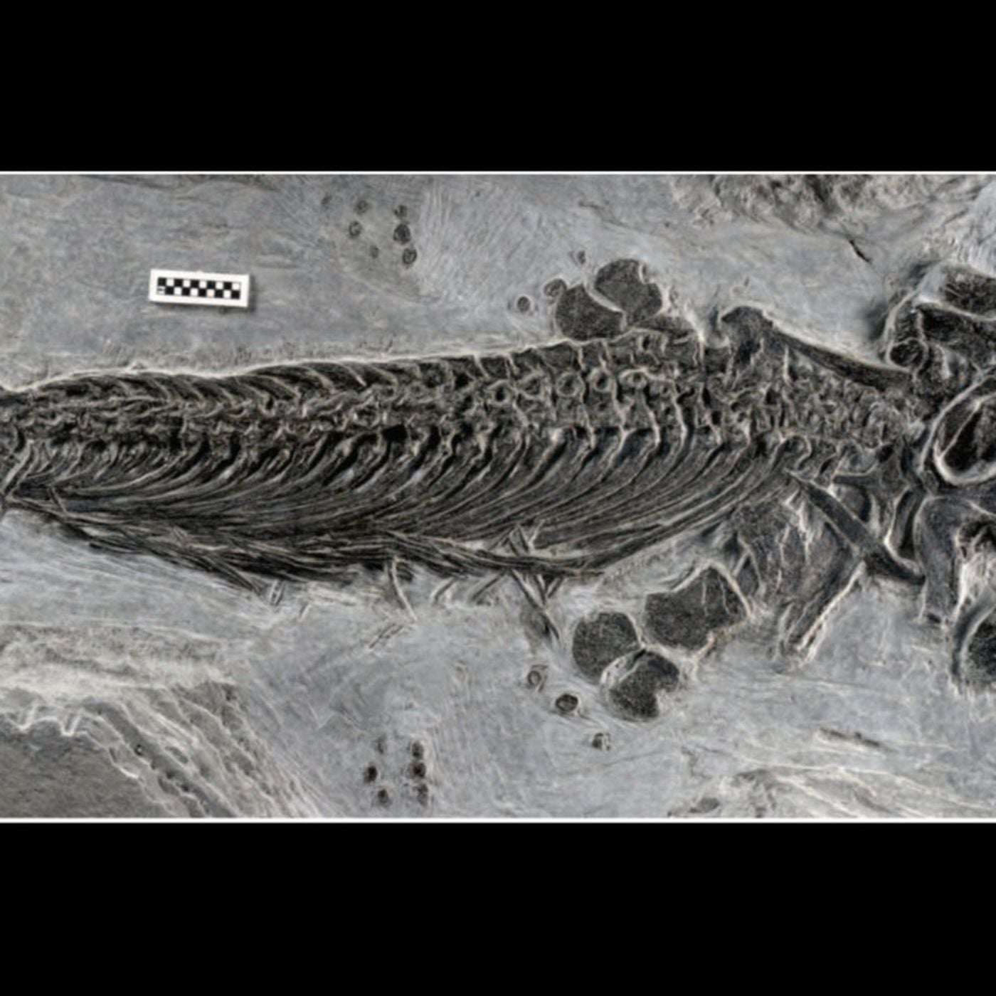 Karasal Sürüngenlerden Denizel Sürüngenlere Geçişteki Ara Form!
