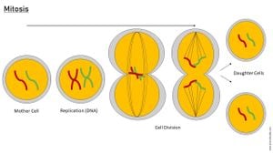 Key Pocket In Cyclin B1 Crucial For Mitotic Fidelity