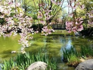 Cherry Blossoms Set To Bloom Across Ontario Parks