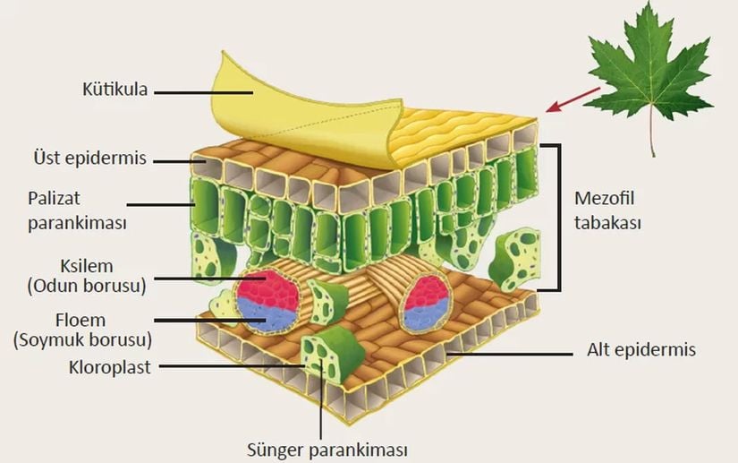 Yaprağın iç yapısı.