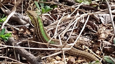 Trakya kertenkelesi (Podarcis tauricus)