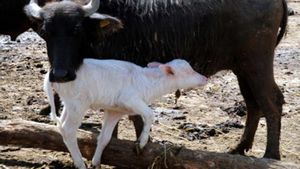 Türkiye'de Basının "Albino Manda" ile İmtihanı: Bilim Haberciliği Neden Önemlidir?