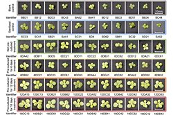 Ay Toprağını Daha Verimli Hale Getirmek İçin Bakteri Kullanımı.