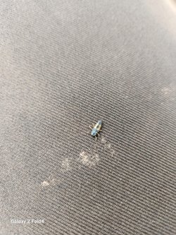 Bu canlı hangi tür? Zehirli mi?