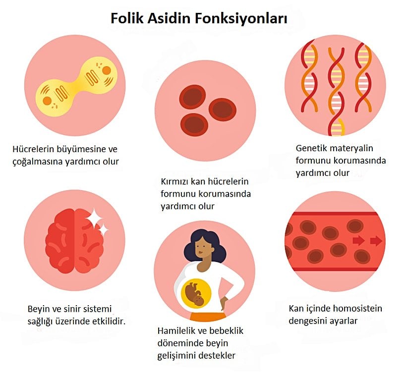 Folik asidin fonksiyonları.