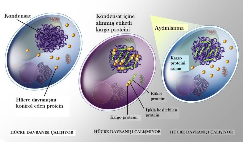 İşlem tersine döndürülebilecek bir şekilde seçilmiş kargo proteinlerinin ayrılıp salınması için araştırmacılar hücrede kondensat ya da zarsız organel oluşturan iskele proteinleri üretir (Panel 1). Hücreden belirli bir proteini kargo olarak seçer (sarı) ve iskele proteinle etkileşen peptit bir etiketle (turuncu) bağlanması için yapısıyla oynarlar. Böylece kargo, zarsız organelin içinde ''depolanır'' (Panel 2). Bunun sonucunda kargo proteinin işlevleri engellenmiş olur. Başka bir versiyonda (maya hücrelerinde), araştırmacılar etiketi kargoya ışıkla kesilebilir bir protein (mavi) ile bağladı. Hücrenin aydınlık ortama konulması da kargo proteinin salınması ile hücre davranışının sıfırlanmasına yol açtı (Panel 3).